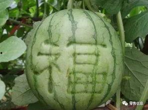 卖花吃瓜,市井生活的一角