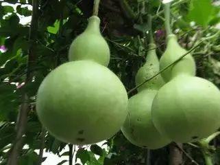 什么职业可以吃瓜,揭秘网络时代职业新趋势