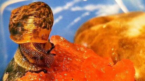 小牛吃瓜蛋,一场田园牧歌的趣味故事