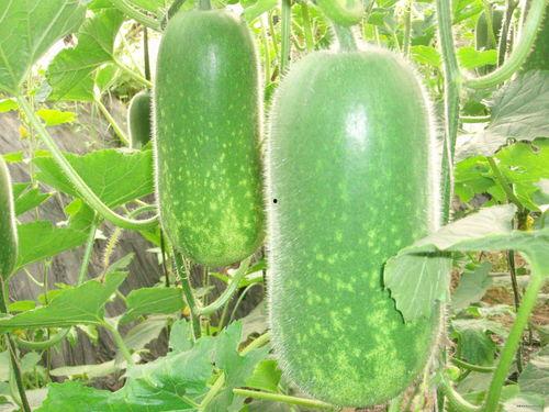 吃瓜2.88可信吗,真相与疑虑并存