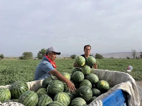 广厦学院吃瓜,揭秘校园风云背后的真相