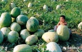 成武吃瓜墙,网络舆论场上的风云变幻