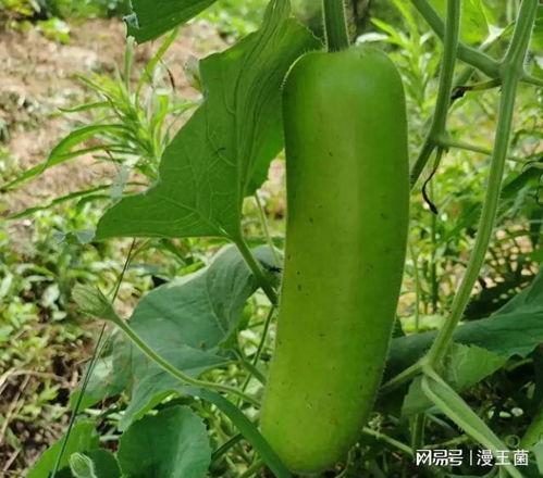 红烧瓠子瓜怎么吃,家常美味，简单易学的烹饪秘诀