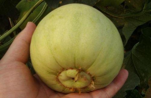 吃不甜的瓜,探寻无糖瓜果的清新口感之旅