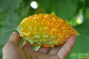 黄金粟瓜怎么吃,解锁美味新体验