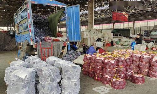 寿光初中吃瓜,揭秘校园里的“瓜田”风云