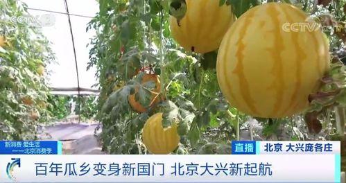 带你吃瓜吃席现场,带你领略吃瓜吃席的欢乐盛宴