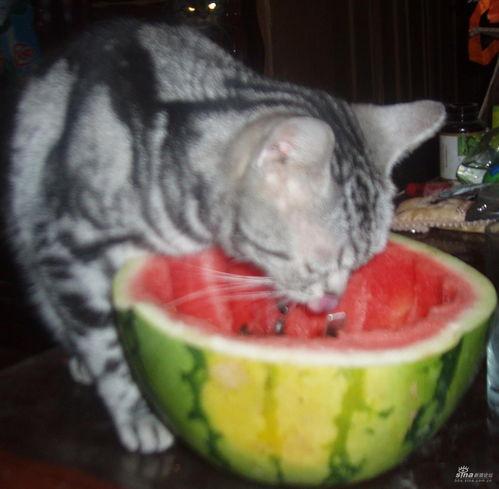 猫咪吃贝贝瓜,揭秘贝贝瓜的独特魅力