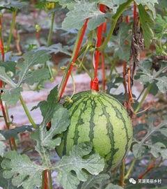 手机壁纸用心吃瓜,品味生活，笑对瓜界风云