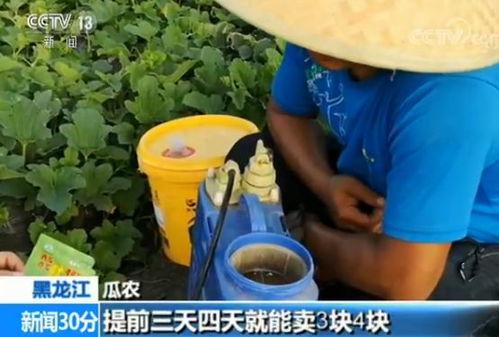 孕妇可以吃嘎嘎瓜
