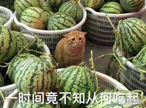 每天吃瓜的爆料,揭秘娱乐圈幕后风云